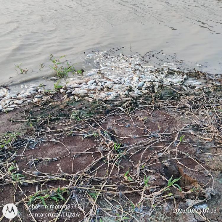 Mortandade de peixes deixa comunidades sem água própria para consumo em Alenquer, no Pará