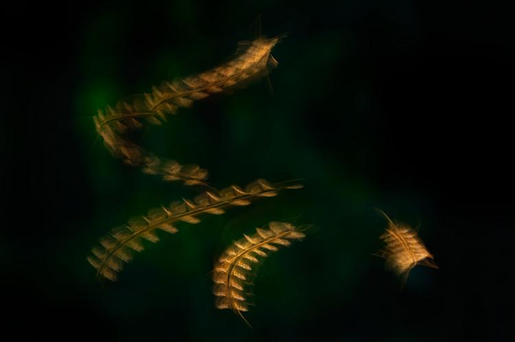 Estudo revela que a malária moldou a distribuição dos primeiros humanos na África