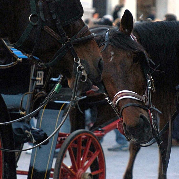 Palermo, addio alle carrozze trainate dai cavalli
