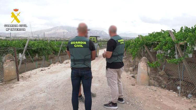 Recuperan 480 kilos de uva embolsada robada en Monforte del Cid y detienen a dos hombres