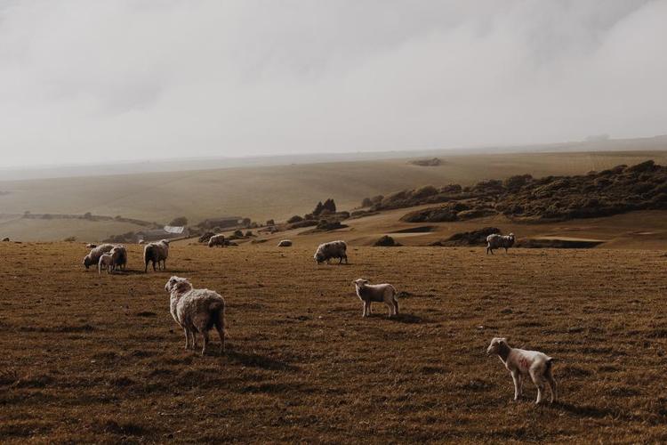 The Wounded Shepherd: The Abused Pastor