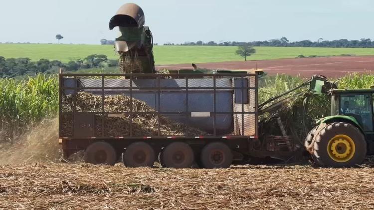 Safra de cana começa mais cedo e com expectativa de alta na produção no interior de SP