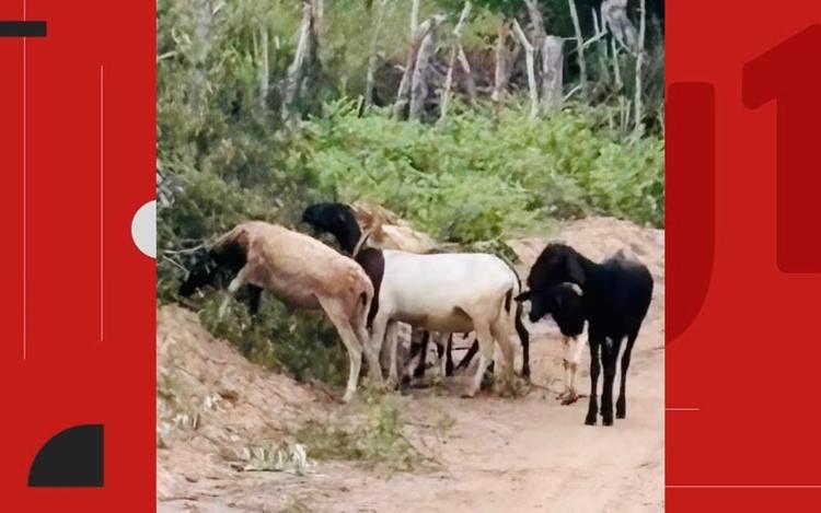 Sete caprinos furtados de propriedade rural há seis meses são recuperados e devolvidos ao proprietário na Bahia