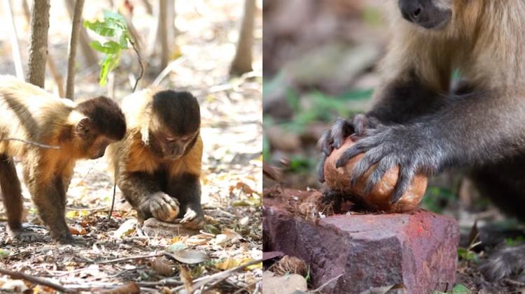 Pedras, varetas e mais: Macacos-prego usam ferramentas há 3 mil anos na Serra da Capivara, apontam estudos
