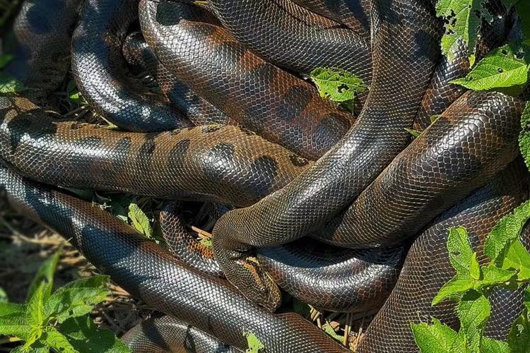 ‘Bolo de sucuris’: turistas registram acasalamento de serpentes em rio de MS