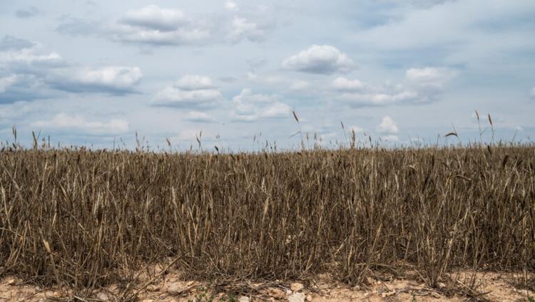 Organic Farming Could Help Crops Resist Drought