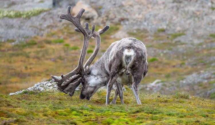 Feuchte Tundra erhöht Parasitenrisiko für Rentiere