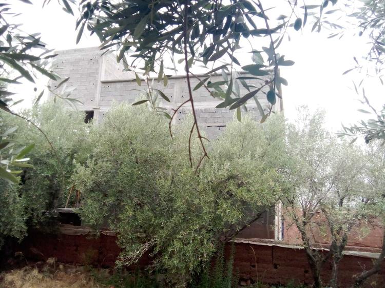مسودة تلقائية