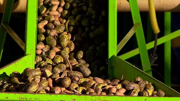 Líder nacional na produção, RS se prepara para safra recorde de noz-pecã