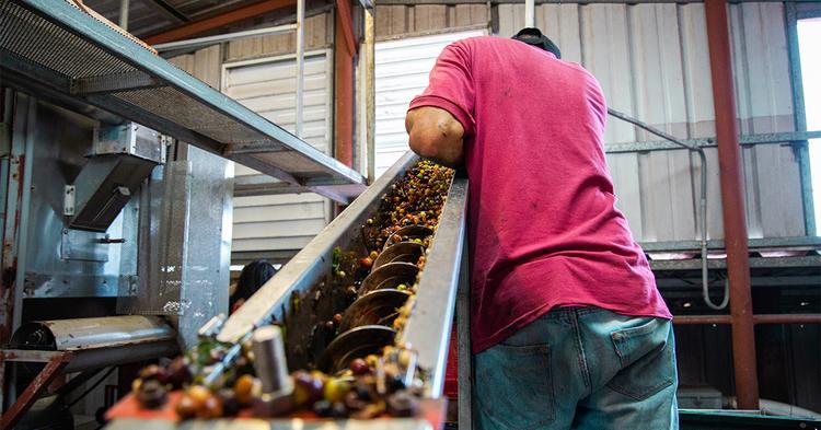 Cafeicultura amplia empregos formais e avança em sustentabilidade no Brasil