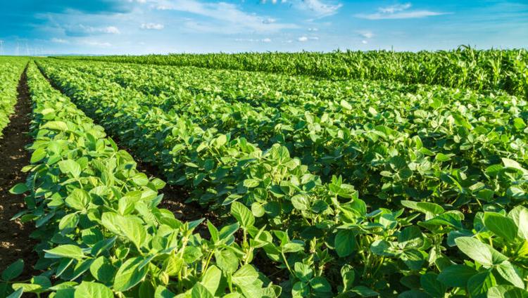 EU Excludes Soybean Seed from Deforestation Rules