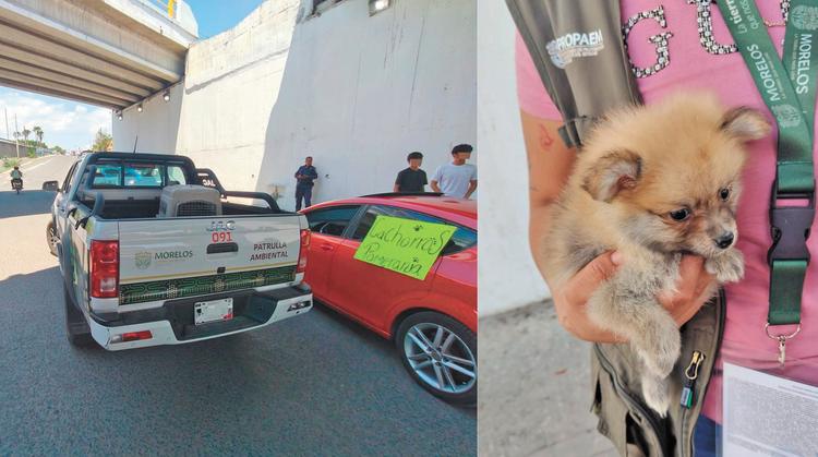 Siete años de prisión: el histórico castigo que enfrentaría un vendedor de perros en Cuautla