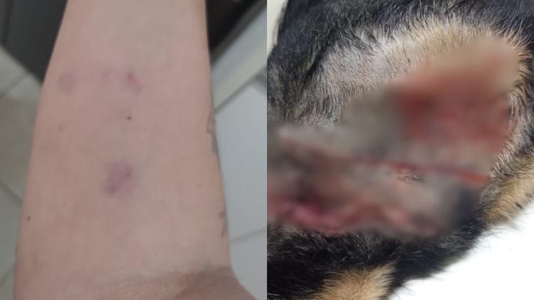 Mulher luta com pit bull para salvar cadela de ataque em Patos de Minas