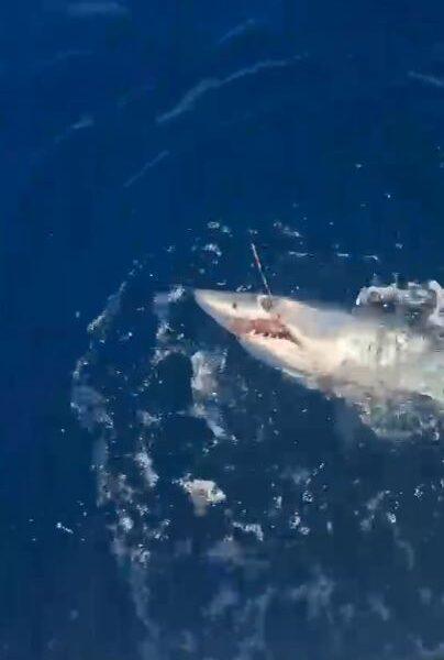 Livorno, squalo mako di 120 chili abbocca alla Meloria e si libera dopo 50 minuti di lotta