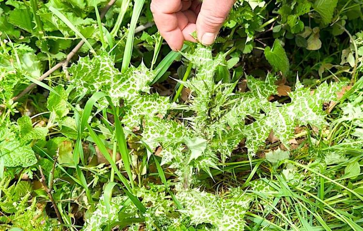 Asclepius herbs