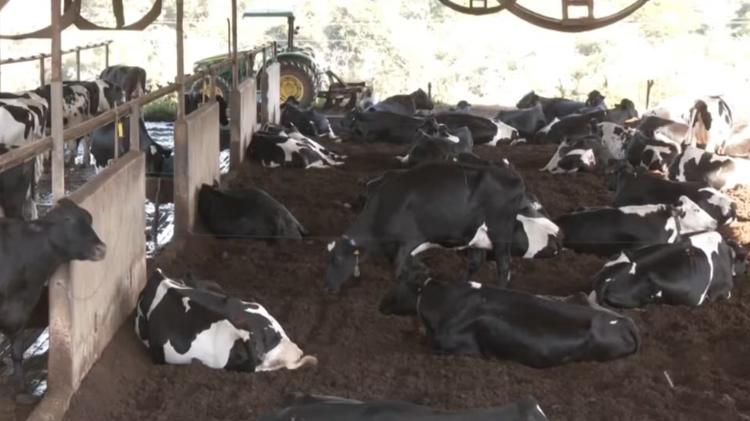 Vacas deixam o pasto, passam a viver em ‘cama’ e produção de leite mais que dobra em MG