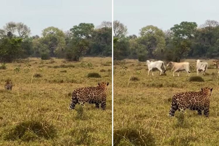 Vídeo mostra momento exato em que gado chega para assistir 'UFC do Pantanal' entre onças-pintadas