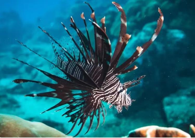 Pescadores retiram cerca de 500 peixes de espécie invasora no sul da Bahia