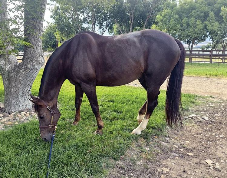 A horse grazes calmly on grass during some downtime. A relaxed horse, comfortable around its handler. (Shree Meenakshi photo)