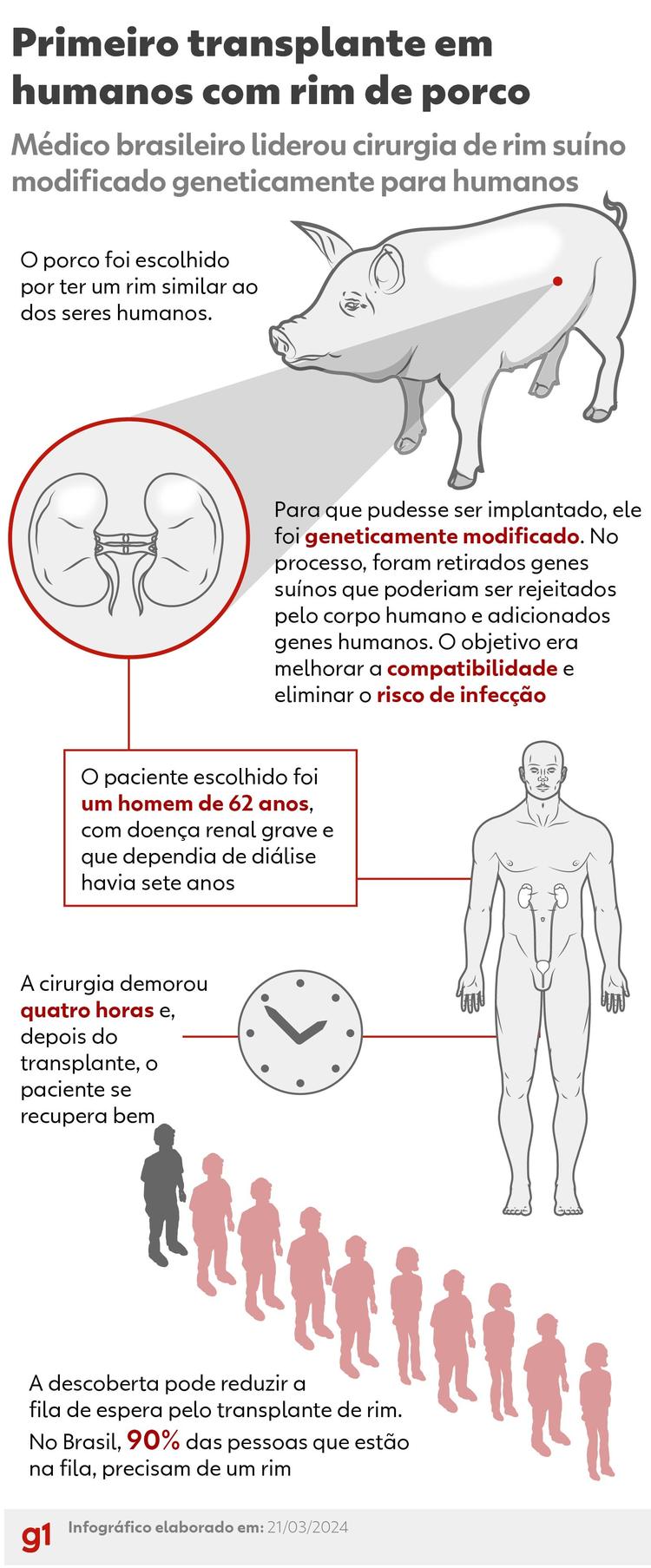 Entenda por que porcos são a espécie considerada mais viável para transplante em humanos