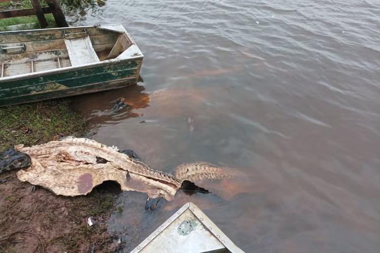 Carcaças de seis jacarés abatidos são encontrados em operação que prendeu trio investigado por crimes no Pantanal