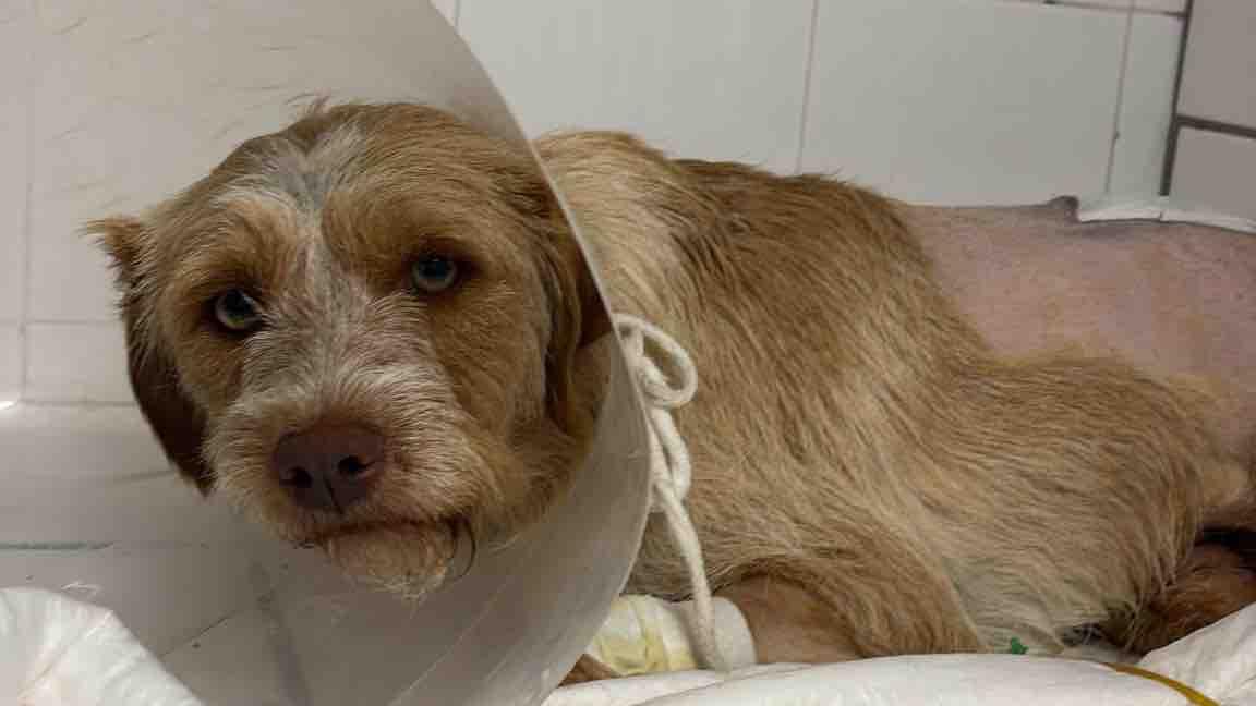 Lasciato sull’asfalto con la colonna vertebrale spezzata: a Vallo della Lucania scatta la solidarietà per salvare Salvo