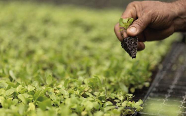 Abren ventanilla en Morelos: Destinarán apoyos económicos para la transición agroecológica este 2026