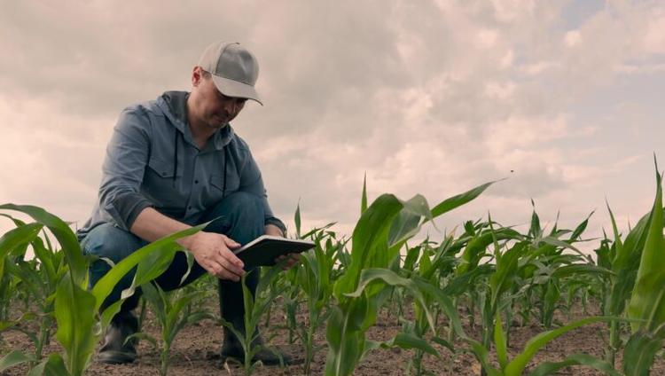 Seed Sector 2045: How Low-Input Farming Is Changing Plant Breeding