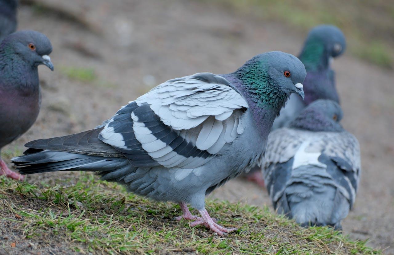 Emergenza igienico-sanitaria a Futani: scatta l’allarme per l’invasione di piccioni