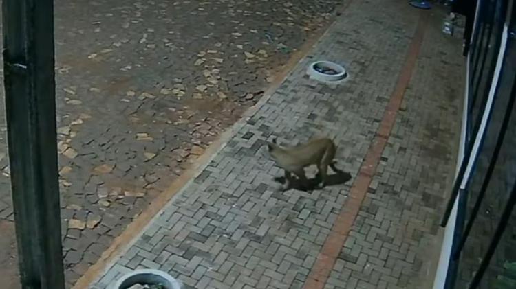 VÍDEO: onça-parda é flagrada nos fundos de pizzaria no Paraná