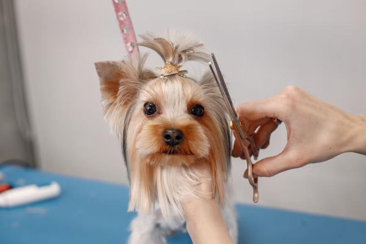Lei obriga pet shops de Caruaru a filmarem banhos e tosas de cães e gatos; entenda