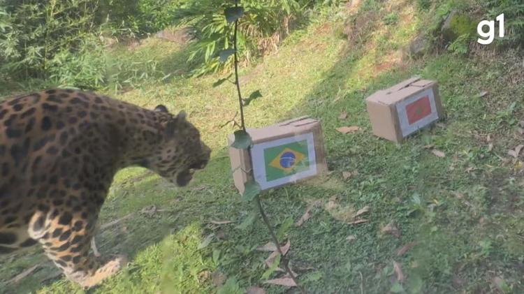 VÍDEO: onça do zoológico de Gramado que acertou palpite em 2022 prevê resultado da estreia do Brasil na Copa do Mundo