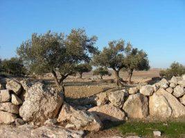 Cisgiordania. Peace Now: uliveti “off limits” per gli agricoltori palestinesi durante la raccolta