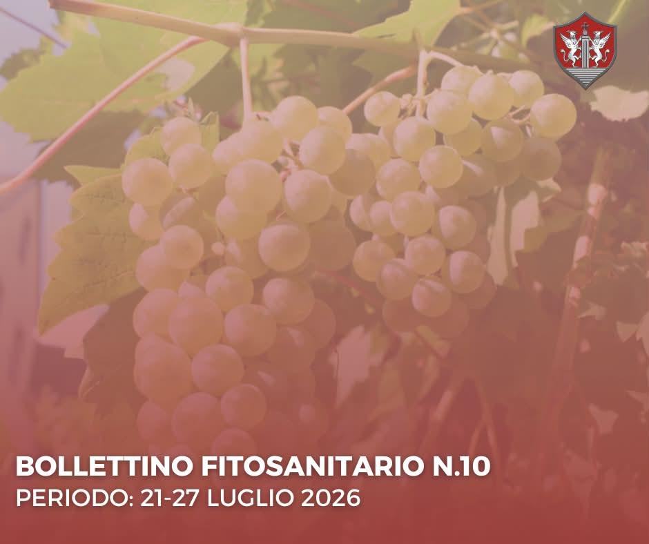 🔴 BOLLETTINO FITOSANITARIO N. 10 L'ufficio Agricoltura del comune di Rutigliano comunica che, sul sito dell'Ente, è onl...