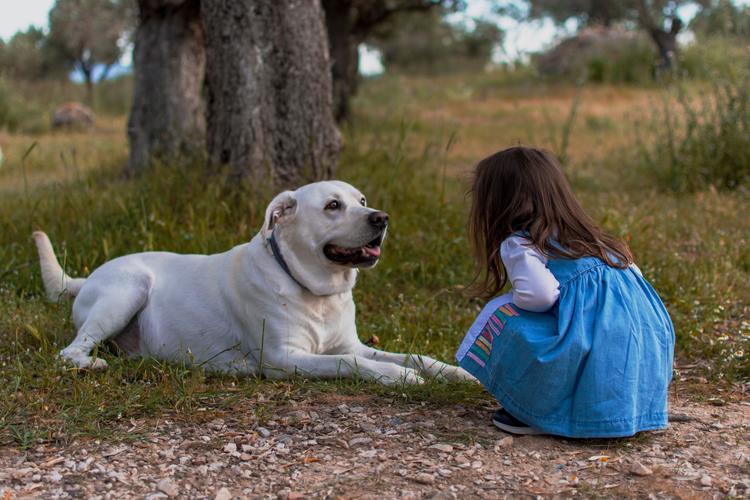 Seu filho quer um cachorro? Estudo mostra o que importa nessa relação