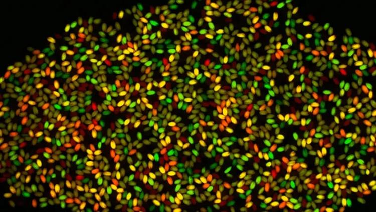 Gene Discovery Could Unlock Hidden Crop Traits
