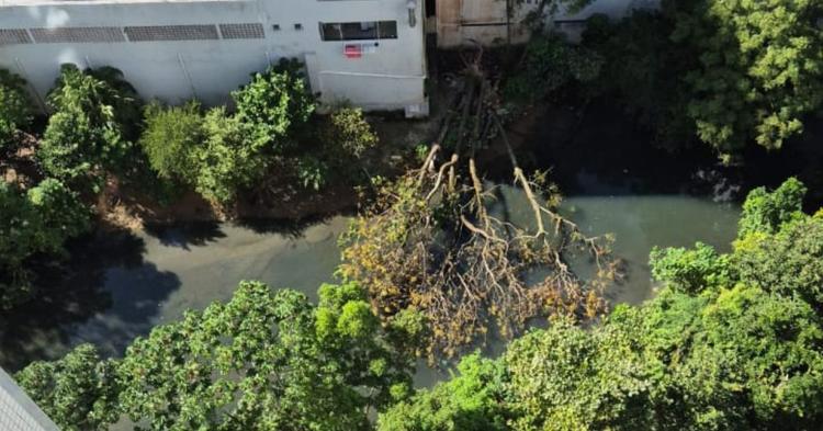 Por falta de canoa, árvore caída não foi removida no Canal do Marambaia após temporal em BC