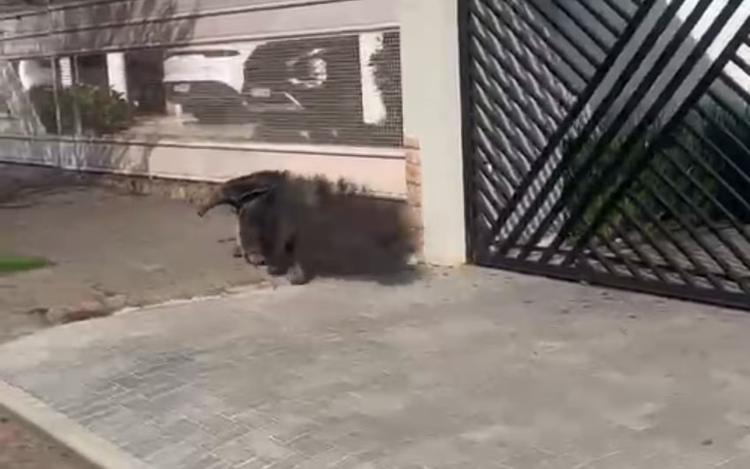 VÍDEO: Tamanduá-bandeira é visto circulando por ruas de bairro em cidade em MG