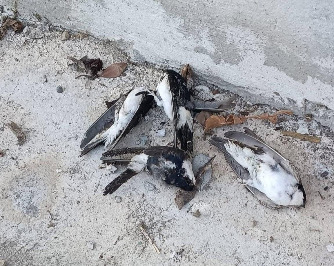 Castellabate, distruggono nidi di rondine per installare una grondaia: scatta la denuncia