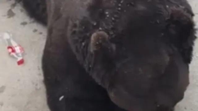 Urso abre garrafa de Coca-Cola sozinho em zoológico e viraliza