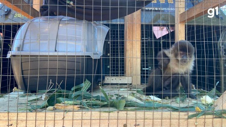 Macaco-prego é resgatado de gaiola em cativeiro ilegal no Norte do RS