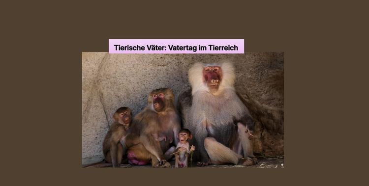  Koala Mutter mit Kind 