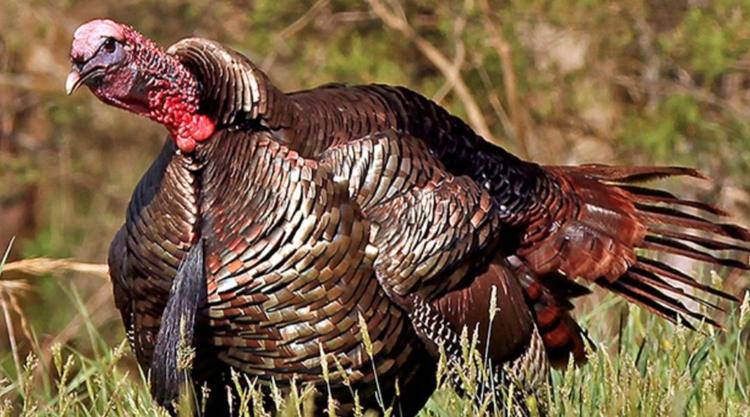 Mississippi saw record turkey season in 2026