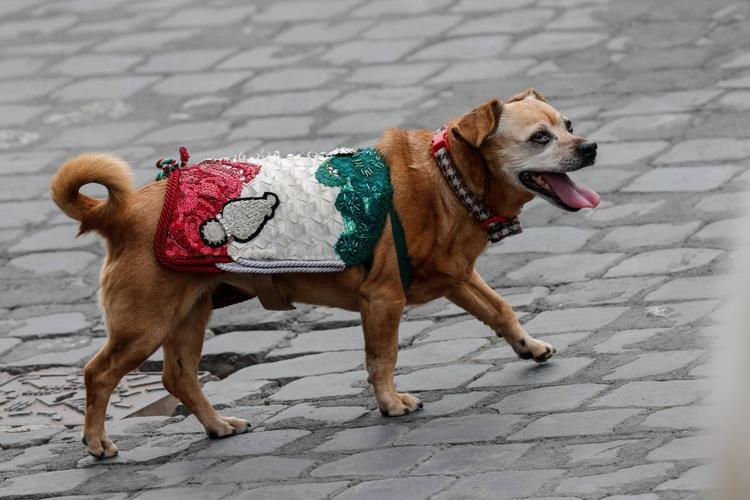 Chi è Briciola, la mascotte dell'Arma