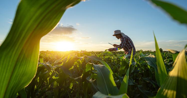 ICAO aprova iniciativa brasileira para fortalecer cooperativas agro