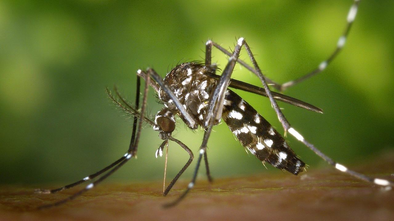 Vaccin contre le chikungunya : Bonnes nouvelles pour Valneva