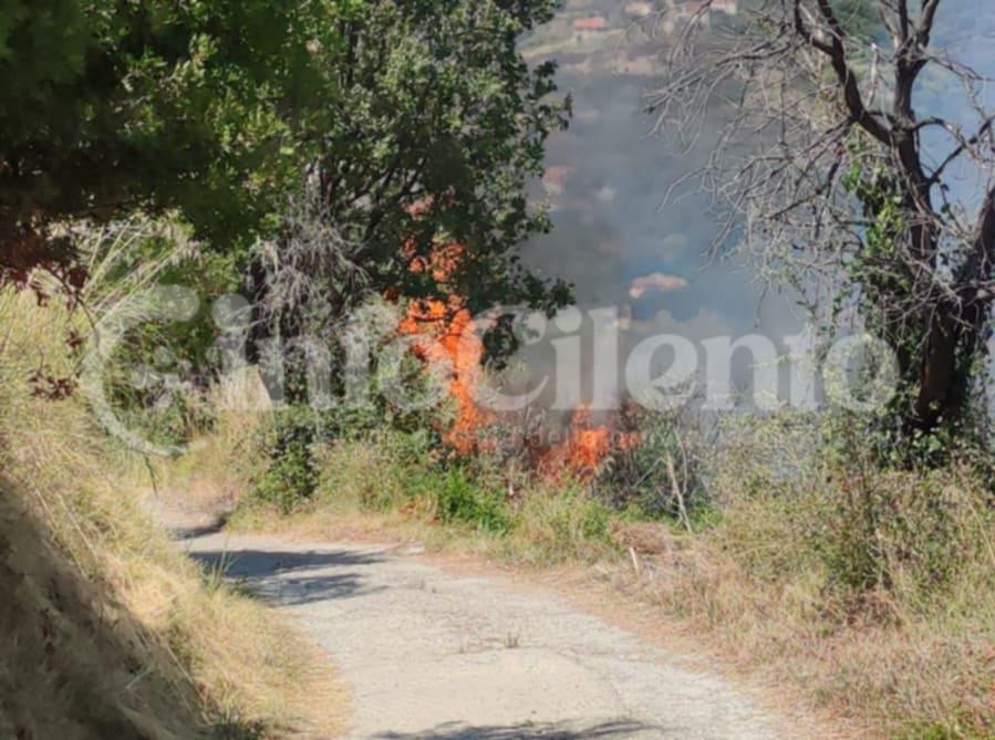 Vasto incendio a Torre Orsaia: fiamme nella pineta in località Cuccari, squadre al lavoro