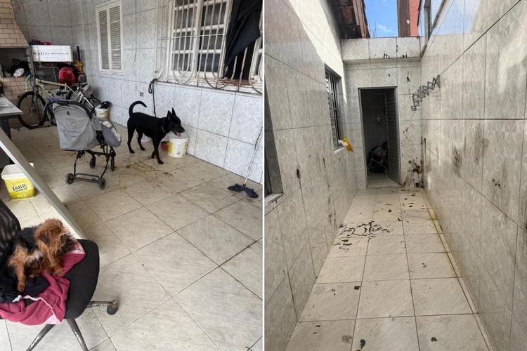 Mulher é presa por maus-tratos após manter cães em casa com fezes espalhadas no litoral de SP