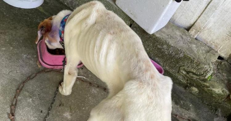 Polícia resgata cinco cães e prende dois suspeitos por maus-tratos em Blumenau