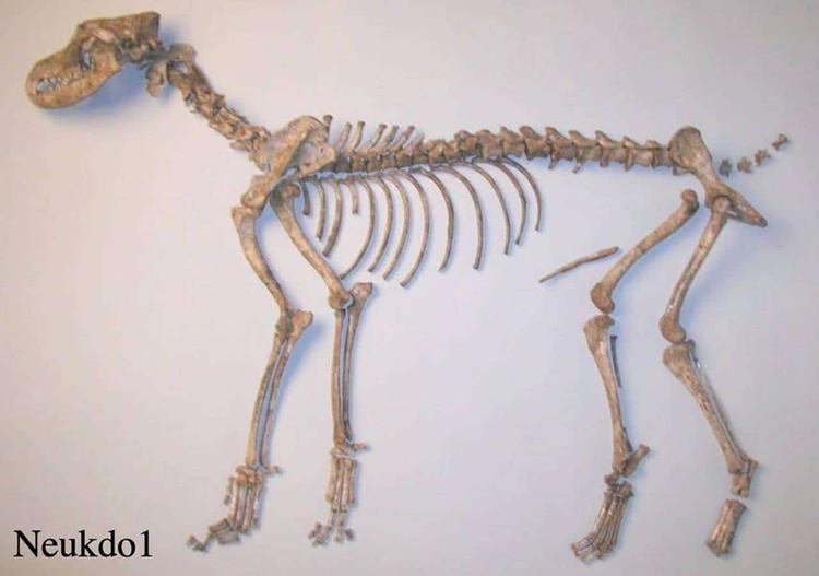 2,000-Year-Old Dog DNA Reveals Unique Korean Dog Population